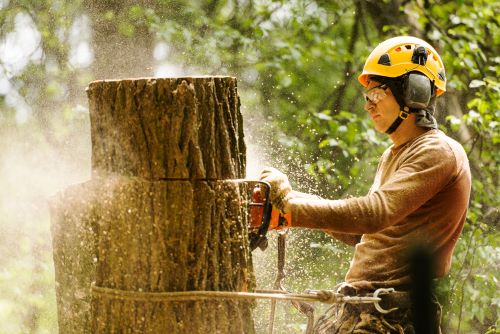 Tree Surgeons